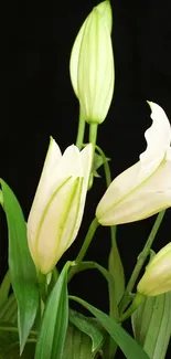 Aesthetic mobile wallpaper featuring white lilies and green leaves on a black background.