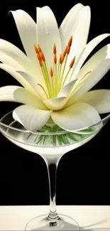 Elegant white lily in a clear glass vase on a dark background.