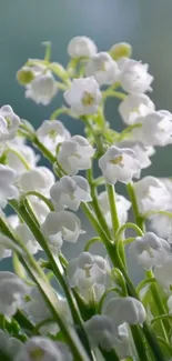 Elegant lily of the valley flowers with green stems.