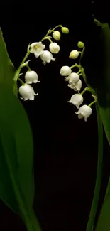 Lily of the Valley with dark green leaves on a dark background.