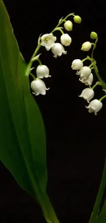 Lily of the Valley flowers with green leaves on a dark background.