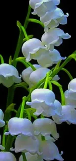 Lily of the valley flowers on black background.