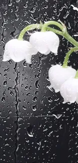 Lily of the Valley with dark background; elegant white flowers.