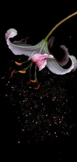 Beautiful lily flower on dark background, mobile wallpaper.