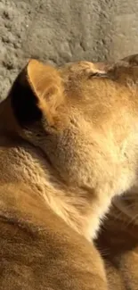 Lioness resting with a golden backdrop, embodying strength and serenity.