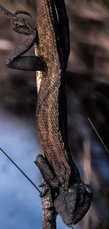 A lizard resting on a branch in a natural setting.