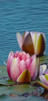 Pink lotus flower floating on water surface.