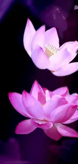 Stunning pink lotus flowers on deep purple background wallpaper.