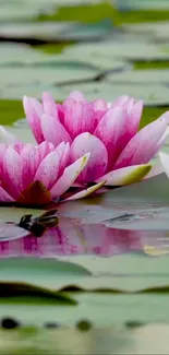 Pink lotus blossoms on a peaceful water surface in a mobile wallpaper.