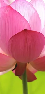 Pink lotus blossom on a vibrant green background, ideal for phone wallpaper.