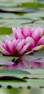 Beautiful pink lotus blossoms floating on serene green waters.