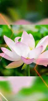 Elegant pink lotus with lush green background.