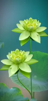 Green lotus flower on a serene background