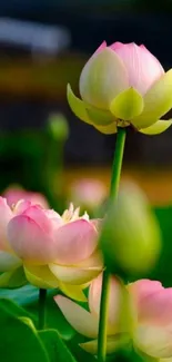 Elegant lotus flowers with pink petals and lush green leaves in a serene setting.