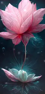 Elegant pink lotus blossom on dark teal background wallpaper.