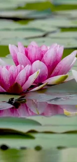 Pink lotus flowers blooming on lily pads in a serene pond.