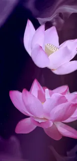 Elegant pink lotus flowers against a dark background.