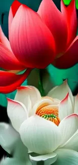 Red and white lotus flowers on a vibrant green background.