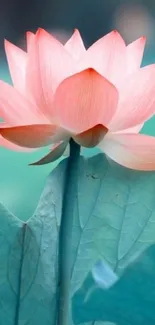 Elegant lotus flower with pink petals and aquatic green background.