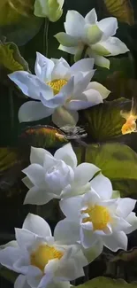 Mobile wallpaper featuring white lotus flowers with leaves.