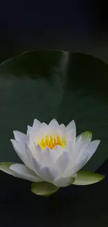 A serene white lotus flower against a dark green leaf background.