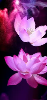 Beautiful pink lotus flowers on a dark background, creating a serene wallpaper.