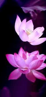 Pink lotus flowers on dark purple background.