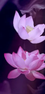 Elegant pink lotus flower wallpaper with deep purple background.