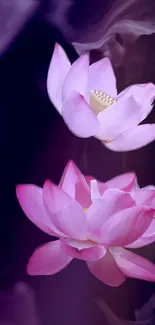 Beautiful pink lotus flowers on a deep purple background wallpaper.