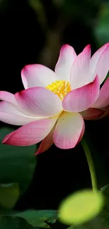 Elegant pink lotus flower wallpaper with deep green leaves.