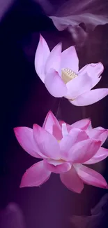 Beautiful pink lotus flowers against a soft purple background.