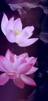 Lotus flowers mobile wallpaper with dark purple background.