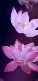 Pink lotus flowers on a dark purple background, creating a serene aesthetic.