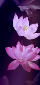 Serene pink lotus flowers against a rich purple backdrop.