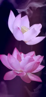 Elegant pink lotus flowers on a dark background wallpaper.