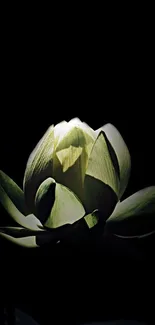 Serene lotus flower against a dark background, minimalist mobile wallpaper.