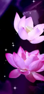 Pink lotus flowers glowing in a dark starry night.