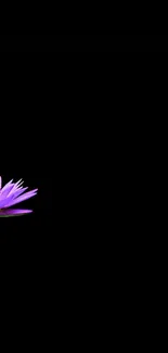 Purple lotus against deep black background.