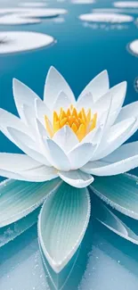 Elegant white lotus floating on tranquil water.