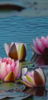 Pink lotus flowers on tranquil water surface.