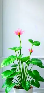 Lotus plant with green leaves and pink flowers in a white pot.