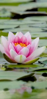 Pink lotus flower on a calm pond surface.