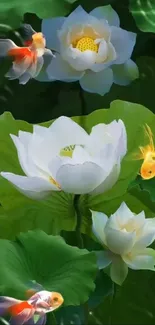 Serene mobile wallpaper with lotus flowers and vibrant goldfish.