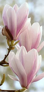 Elegant magnolia blossoms with pink petals on a soft-focus background.