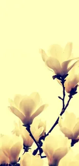 Elegant magnolia blossoms on a pale yellow background.