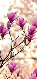 Beautiful magnolia blossoms on branches against a serene sky.