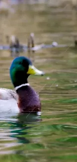 Mallard duck gliding on calm green water in serene nature setting.