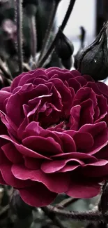 Close-up of a vibrant maroon rose with detailed petals.