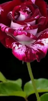 Elegant maroon rose with green leaves on black background.