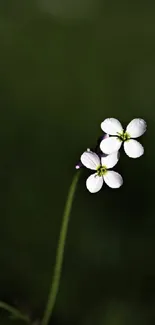 Delicate white flowers against a dark green background on mobile wallpaper.